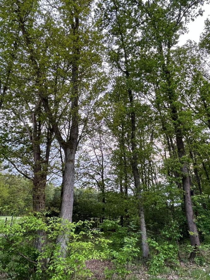 Chalet Liquidambar Zutendaal Dış mekan fotoğraf